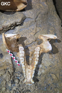 Suanzaodong