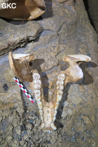Suanzaodong