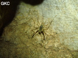 Xiadong
