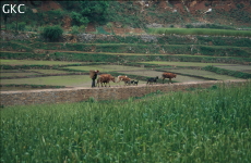 Sous la cavité de Laohuyandadong s’étendent, sur les hautes terrasses aménagées, des champs de blé et, sur les niveaux inférieurs, des rizières. Le mur canalisant la rivière sert de sentier pour les hommes et le bétail. Le paysan, muni de sa hotte de bois tressé, mène son troupeau brouter en amont les versants raides de la vallée.