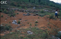 Echec partiel d’un reboisement en conifères (baliveau mort au premier plan) sur les hautes surfaces dominant la vallée de la grotte de Laodong près de la ville minière de Duanjiang.