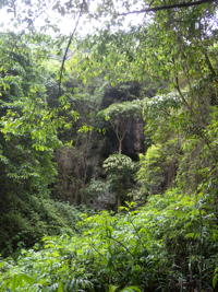 Noyée dans la végétation l'entrée de la Grotte de Pusadong 菩萨洞. (Pingtang 平塘, Qiannan 黔南, Guizhou 贵州省, Chine 中国)