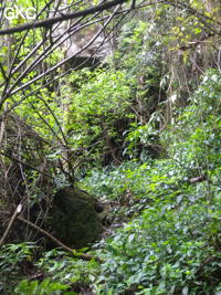 Noyée dans la végétation l'entrée de la Grotte de Pusadong 菩萨洞. (Pingtang 平塘, Qiannan 黔南, Guizhou 贵州省, Chine 中国)