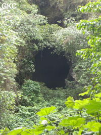 Noyée dans la végétation l'entrée de la Grotte de Pusadong 菩萨洞. (Pingtang 平塘, Qiannan 黔南, Guizhou 贵州省, Chine 中国)