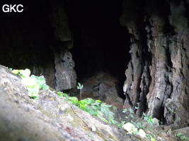 Dans les zones de lumières intermédiaires, profitant d'un micro-climat extrêmement humide les plantes s'accrochent sur les blocs, Grotte de Pusadong 菩萨洞. (Pingtang 平塘, Qiannan 黔南, Guizhou 贵州省, Chine 中国)