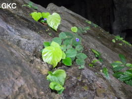 Grotte de Pusadong 菩萨洞. (Pingtang 平塘, Qiannan 黔南, Guizhou 贵州省, Chine 中国)