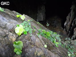 Grotte de Pusadong 菩萨洞. (Pingtang 平塘, Qiannan 黔南, Guizhou 贵州省, Chine 中国)