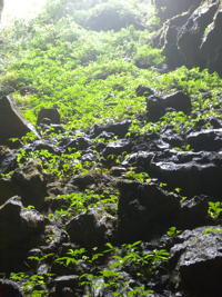 Grotte de Pusadong 菩萨洞. (Pingtang 平塘, Qiannan 黔南, Guizhou 贵州省, Chine 中国)