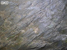 Phytokarst sur les paroi de la Grotte de Pusadong 菩萨洞. (Pingtang 平塘, Qiannan 黔南, Guizhou 贵州省, Chine 中国)