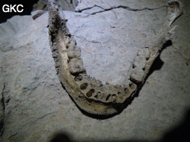 Mâchoire inférieure humaine, grotte de Houzidong 猴子洞  (Santang 三塘, Zhijin 织金, Bijie Diqu 毕节地区, Guizhou 贵州省, Chine)