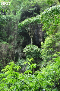 Noyée dans la végétation l'entrée de la Grotte de Pusadong 菩萨洞. (Pingtang 平塘, Qiannan 黔南, Guizhou 贵州省, Chine 中国)