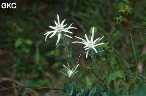 De superbes edelweiss parsèment le maquis au-dessus de la grotte sans nom (Lijiang, Yunnan).