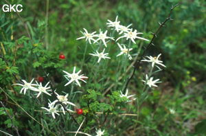 De superbes edelweiss parsèment le maquis au-dessus de la grotte sans nom (Lijiang, Yunnan).