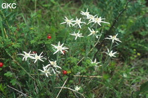 De superbes edelweiss parsèment le maquis au-dessus de la grotte sans nom (Lijiang, Yunnan).