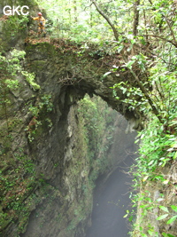 Pont naturel au dessus du puits d'entrée de 175 m de la grotte de Yanwangdong (Grotte du roi des fantômes) 阎王洞 (Guizhou 贵州省, Qiannan 黔南, Pingtang 平塘).