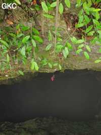 Descente du puits d'entrée de 175 m de la grotte de Yanwangdong (Grotte du roi des fantômes) 阎王洞 (Guizhou 贵州省, Qiannan 黔南, Pingtang 平塘).