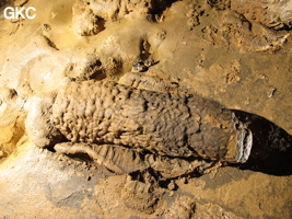 Stalagmite brisée et empreinte d'impact de chute dans le sol argileux de la grotte de Shuidong 水洞 (Qiannan 黔南, Pingtang 平塘, Guizhou 贵州省, Chine).