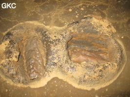 Vieux cratères d'impact de chute de concrétions dans le sol argileux de la grotte de Shuidong 水洞 (Qiannan 黔南, Pingtang 平塘, Guizhou 贵州省, Chine).