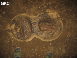 Vieux cratères d'impact de chute de concrétions dans le sol argileux de la grotte de Shuidong 水洞 (Qiannan 黔南, Pingtang 平塘, Guizhou 贵州省, Chine).