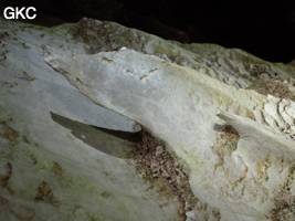 Remarquables aiguilles phytokarstiques dans la galerie d'entrée sud-est de la grotte tunnel de Chuandong - 穿洞, avec son réservoir d'eau (Guizhou 贵州省, Qiannan 黔南, Pingtang 平塘).