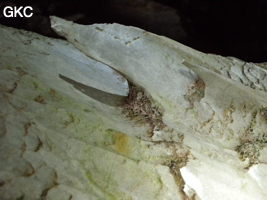 Remarquables aiguilles phytokarstiques dans la galerie d'entrée sud-est de la grotte tunnel de Chuandong - 穿洞, avec son réservoir d'eau (Guizhou 贵州省, Qiannan 黔南, Pingtang 平塘).