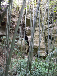 L'effondrement de la galerie d'entrée de Zhulingdong 竹林洞 est colonisé par les bambous (Guizhou 贵州省, Qiannan 黔南, Pingtang 平塘).