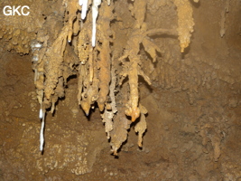 Bouquet de petites stalactites avec en blanc une reprise récente du concrétionement dans la grotte de Zhulingdong 竹林洞 (Guizhou 贵州省, Qiannan 黔南, Pingtang 平塘).