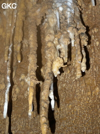 Bouquet de petites stalactites avec en blanc une reprise récente du concrétionement dans la grotte de Zhulingdong 竹林洞 (Guizhou 贵州省, Qiannan 黔南, Pingtang 平塘).