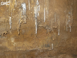 Bouquet de petites stalactites avec en blanc une reprise récente du concrétionement dans la grotte de Zhulingdong 竹林洞 (Guizhou 贵州省, Qiannan 黔南, Pingtang 平塘).