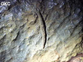 Fossile (non identifié - cambrien) dans la grotte de Shanwangdong 山王洞 - réseau de Shuanghedongqun 双河洞 - (Suiyang 绥阳, Zunyi Shi 遵义市, Guizhou 贵州省, Chine 中国)