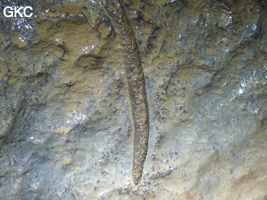 Shanwangdong