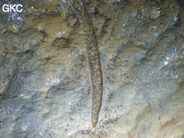 Fossile (non identifié - cambrien) dans la grotte de Shanwangdong 山王洞 - réseau de Shuanghedongqun 双河洞 - (Suiyang 绥阳, Zunyi Shi 遵义市, Guizhou 贵州省, Chine 中国)