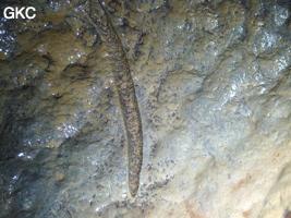 Fossile (non identifié - cambrien) dans la grotte de Shanwangdong 山王洞 - réseau de Shuanghedongqun 双河洞 - (Suiyang 绥阳, Zunyi Shi 遵义市, Guizhou 贵州省, Chine 中国)