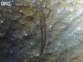 Fossile (non identifié - cambrien) dans la grotte de Shanwangdong 山王洞 - réseau de Shuanghedongqun 双河洞 - (Suiyang 绥阳, Zunyi Shi 遵义市, Guizhou 贵州省, Chine 中国)