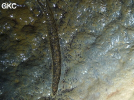 Fossile (non identifié - cambrien) dans la grotte de Shanwangdong 山王洞 - réseau de Shuanghedongqun 双河洞 - (Suiyang 绥阳, Zunyi Shi 遵义市, Guizhou 贵州省, Chine 中国)
