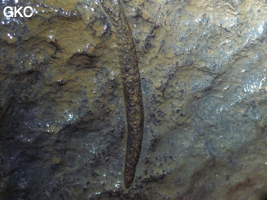 Fossile (non identifié - cambrien) dans la grotte de Shanwangdong 山王洞 - réseau de Shuanghedongqun 双河洞 - (Suiyang 绥阳, Zunyi Shi 遵义市, Guizhou 贵州省, Chine 中国)