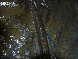 Fossile (non identifié - cambrien) dans la grotte de Shanwangdong 山王洞 - réseau de Shuanghedongqun 双河洞 - (Suiyang 绥阳, Zunyi Shi 遵义市, Guizhou 贵州省, Chine 中国)