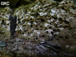 Dans l'entrée de la Grotte de Shanwangshangdong 山王上洞 - réseau de Shuanghedongqun 双河洞 - la morphologie des remplissages pose questions (vers de vase ... ?) ( Suiyang 绥阳, Zunyi Shi 遵义市, Guizhou 贵州省, Chine 中国 )