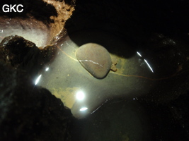 Grotte de Shanwangdong 山王洞 - réseau de Shuanghedongqun 双河洞 - (Suiyang 绥阳, Zunyi Shi 遵义市, Guizhou 贵州省, Chine 中国)