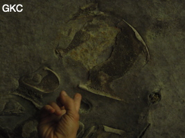 Coquillages ? dans la strate de plafond de l'entrée de la Grotte de Shanwangshangdong 山王上洞 - réseau de Shuanghedongqun 双河洞 - ( Suiyang 绥阳, Zunyi Shi 遵义市, Guizhou 贵州省, Chine 中国 )