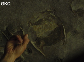 Coquillages ? dans la strate de plafond de l'entrée de la Grotte de Shanwangshangdong 山王上洞 - réseau de Shuanghedongqun 双河洞 - ( Suiyang 绥阳, Zunyi Shi 遵义市, Guizhou 贵州省, Chine 中国 )