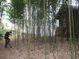 Petite bambouseraie près de la grotte de Zhulingdong 竹林洞 (Guizhou 贵州省, Qiannan 黔南, Pingtang 平塘).