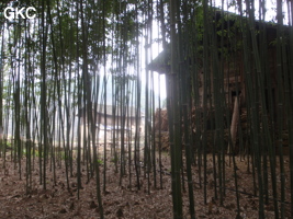 Petite bambouseraie près de la grotte de Zhulingdong 竹林洞 (Guizhou 贵州省, Qiannan 黔南, Pingtang 平塘).