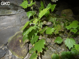 Yinhedong