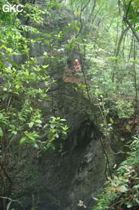 Pont rocheux en haut du puits d'entrée de 175 m de la grotte de Yanwangdong (Grotte du roi des fantômes) 阎王洞 (Guizhou 贵州省, Qiannan 黔南, Pingtang 平塘).