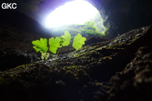 Grotte de Shanwangdong 山王洞 - réseau de Shuanghedongqun 双河洞 - (Suiyang 绥阳, Zunyi Shi 遵义市, Guizhou 贵州省, Chine 中国)