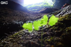 Grotte de Shanwangdong 山王洞 - réseau de Shuanghedongqun 双河洞 - (Suiyang 绥阳, Zunyi Shi 遵义市, Guizhou 贵州省, Chine 中国)