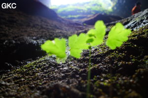 Grotte de Shanwangdong 山王洞 - réseau de Shuanghedongqun 双河洞 - (Suiyang 绥阳, Zunyi Shi 遵义市, Guizhou 贵州省, Chine 中国)