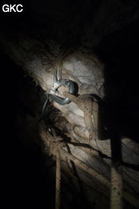 Grotte de Shanwangdong 山王洞 - réseau de Shuanghedongqun 双河洞 - (Suiyang 绥阳, Zunyi Shi 遵义市, Guizhou 贵州省, Chine 中国)