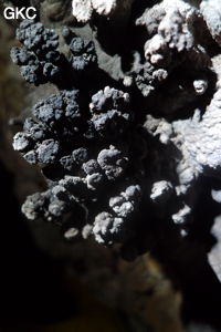 Grotte de Shanwangdong 山王洞 - réseau de Shuanghedongqun 双河洞 - (Suiyang 绥阳, Zunyi Shi 遵义市, Guizhou 贵州省, Chine 中国)